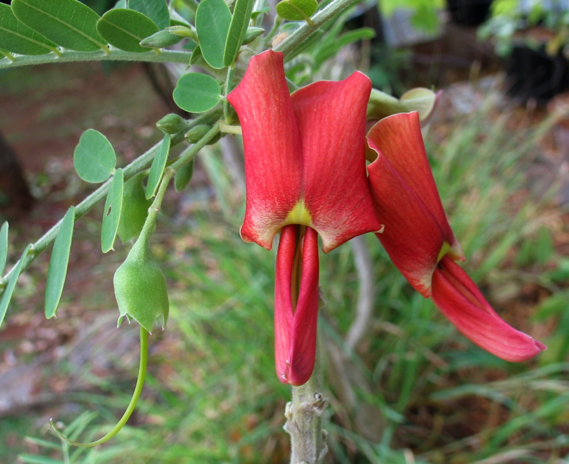 Hawai'I Tropical Low Shrublands One Earth